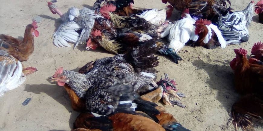 volaille au Tchad : crise à Ati et ses répercussions sur les familles